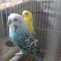 مرغ عشق سالم و بازیگوش