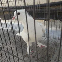 کفتر .کبوتر|پرنده|اصفهان, گورت|دیوار