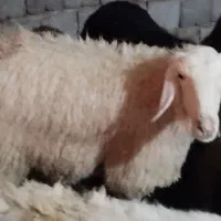 میش|حیوانات مزرعه|مهریز, |دیوار