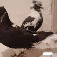 جف افغونی دم سفید|پرنده|تربتحیدریه, ده پائین|دیوار