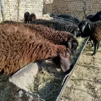 بره علف خور شیر مست|حیوانات مزرعه|قم, امامزاده ابراهیم|دیوار
