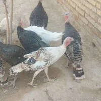 فروش ۱۶ عدد بوقلمون ۶ ماهه و یه دونه دوساله|حیوانات مزرعه|رونیز, |دیوار