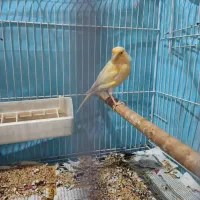 معاوضه  فروش