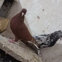 سوردمسفیدهفت رنگ