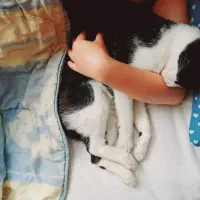 گمشده|حیوانات|نوشهر, |دیوار