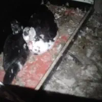 فروش غاز اسرائیل