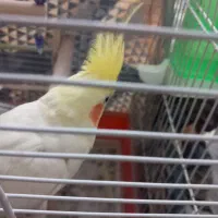 عروس هلندی وقناری باتخم با قفس ولوازم