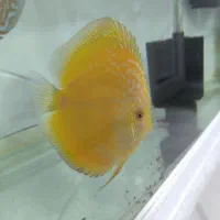 سالن پرورش دیسکس