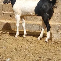 بز پاکستانی گلابی