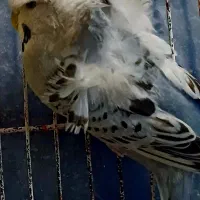 مرغ عشق پروانه ای