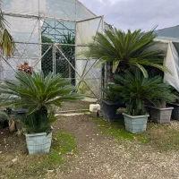 گیاه سیکاس ژاپنی ( گل تزیینی فضای سبز )|گل و گیاه طبیعی|تهران, صادقیه|دیوار