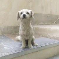 سگ اشپیتز peyda shode