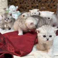 فروش بچه گربه سیلور با گواهی سلامت|گربه|تهران, درختی|دیوار