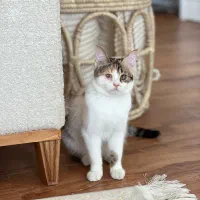 واگذاری گربه رایگان