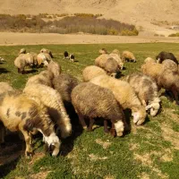 فروش میش بره