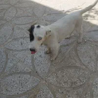 سگ پا کوتاه|سگ|گناباد, |دیوار