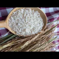 فروش عمده و جزیی برنج هاشمی گیلان