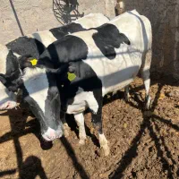 گوساله نر ماده وتلیسه