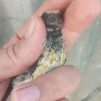 پرنده فانتزی