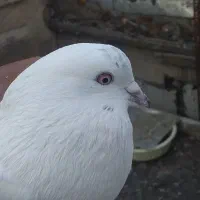 طوقی|پرنده|اردبیل, |دیوار