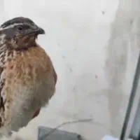 بلدرچین ماده