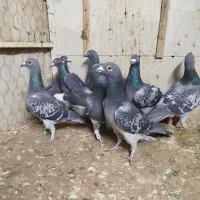 کفتر کبوتر 4تا دسته|پرنده|مشهد, ابوذر|دیوار