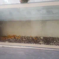 اکواریوم سالم وتمیز|ماهی|اصفهان, باغ فدک|دیوار