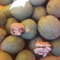 بادام و گردو گل سرخ|خدمات باغبانی و درختکاری|قلعه چای, |دیوار