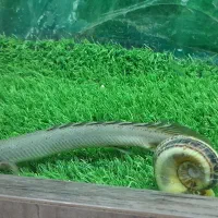 ماهی اسکار|ماهی|الیگودرز, |دیوار