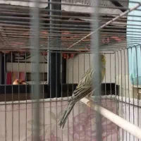 قناری سبز علیخانی قرص شلاقی سوپری جفت