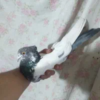 کبوتر کله دم سبز نر