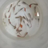 فروش ماهی گوپی و بچه ماهی گوپی زیر قیمت