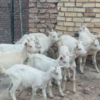 بزغاله سانن