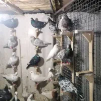 سار و سرور کبوتر در پرنده|پرنده|مشهد, شهید رضوی|دیوار