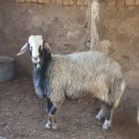بره قوچی