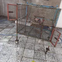 جامرغی بزرگ|لوازم جانبی حیوانات|دهدشت, |دیوار