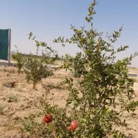 باغ ۱۵۰۰ متری میوه و پسته در گرگاب|فروش دفتر صنعتی، کشاورزی، تجاری|شاهین‌شهر, گرگاب|دیوار