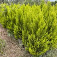 لاوسون و مورت ( کاج طلایی)