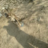 سگ خراسانی|سگ|شیروان (خراسان), |دیوار