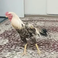خروس هندی دم طاوسی