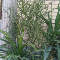 گل یوکا بزرگ -شاخ گوزنی بزرگ|گل و گیاه طبیعی|بندر گناوه, |دیوار