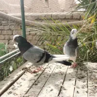 کبوتر بااصالت|پرنده|قم, باغ کرباسی|دیوار