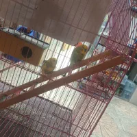 ۲ عدد مرغ عشق|پرنده|رباط‌کریم, رباط‌کریم|دیوار