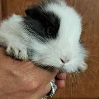 بچه خرگوش ملوس