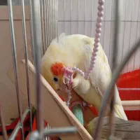 عروس هلندی
