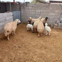 گوسفند با بره