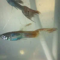 ماهیگپی|ماهی|سبزوار, قلعهنو دهزار|دیوار