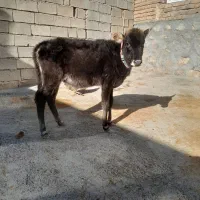 گوساله ماده