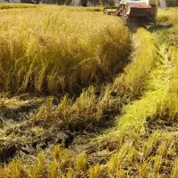 برنج محلی علی کاظمی (طارم )|خوردنی و آشامیدنی|خرمآباد, |دیوار