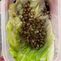 حلزون آچاتینا